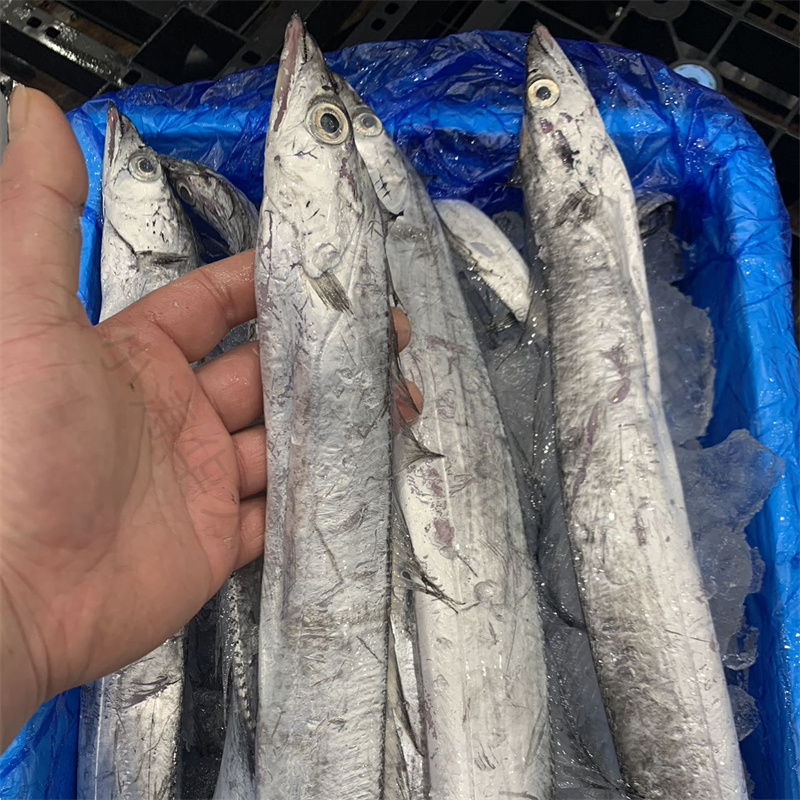 【冷冻】千叶县带鱼 包邮 5kg