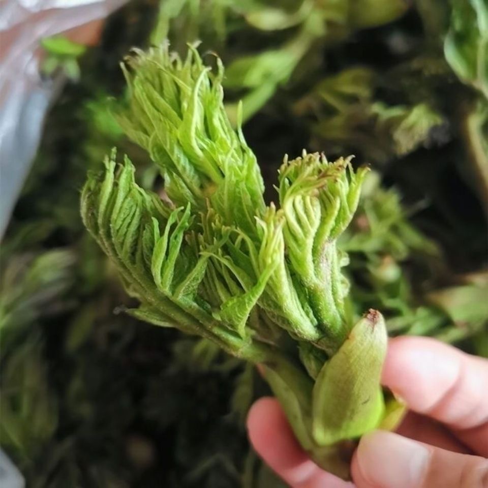 【常温】刺老芽/刺嫩芽 60-80g
