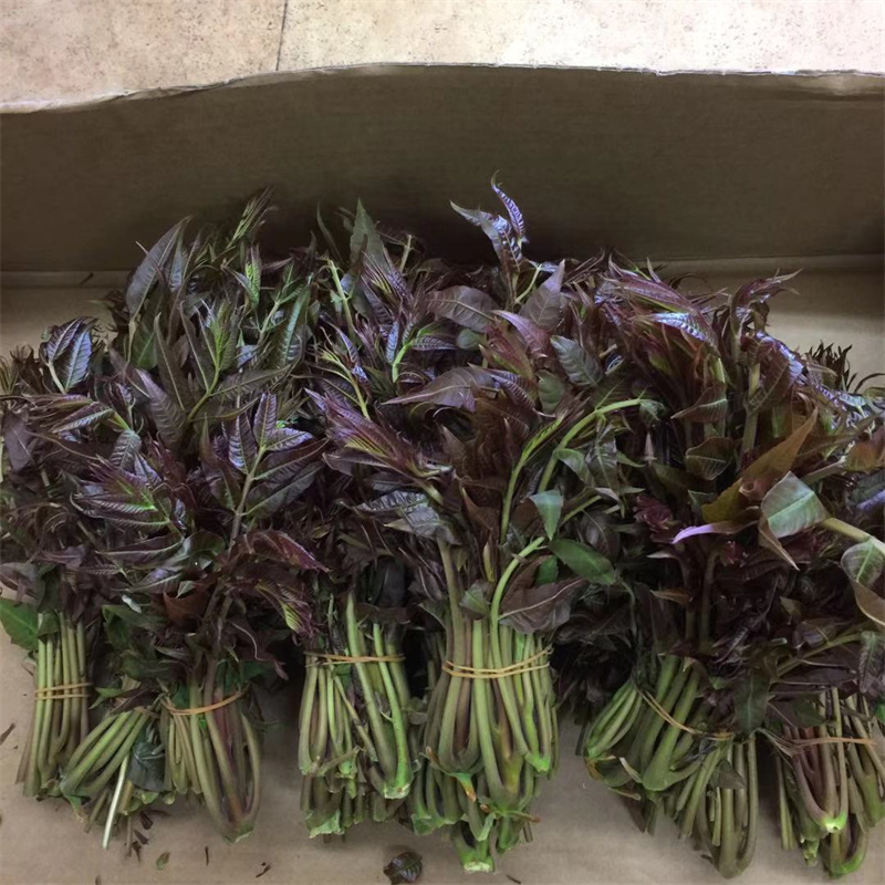 【常温】香椿芽 100g